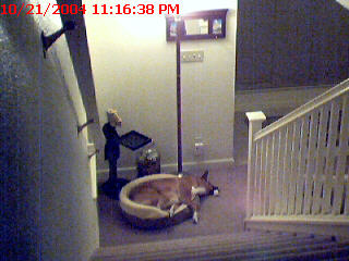 dogcam